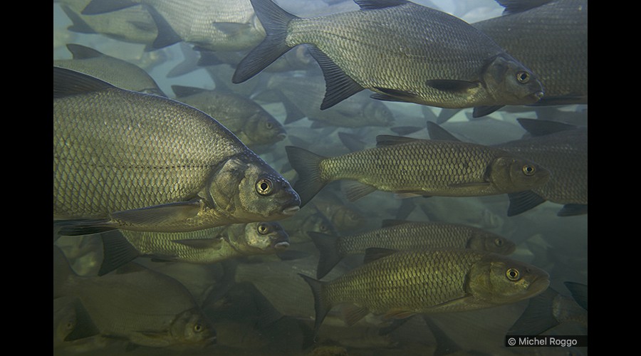 Bream - Brachsmen - Brème franche - Abramide comune 