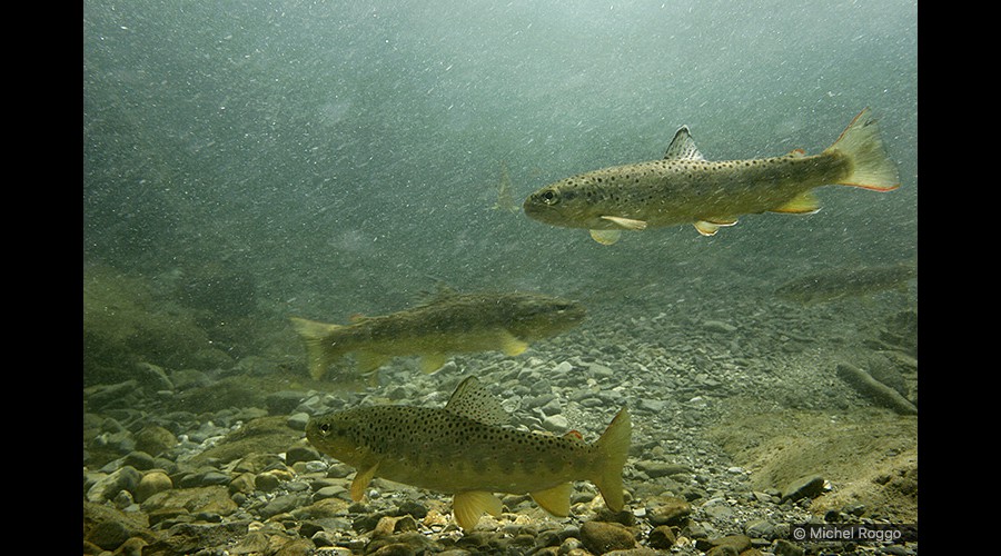 Brown trout - Bachforelle - Truite de rivière - Trota comune