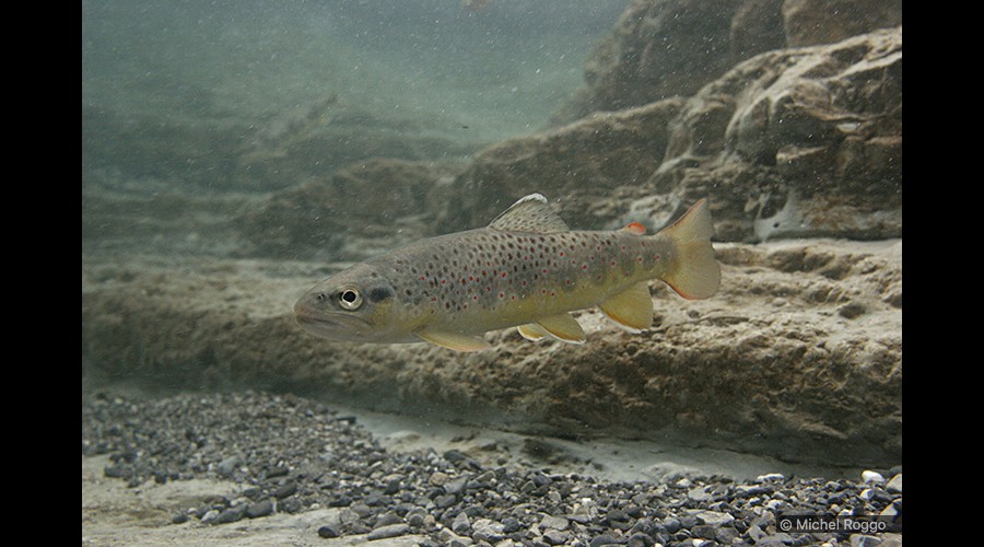 Brown trout - Bachforelle - Truite de rivière - Trota comune 