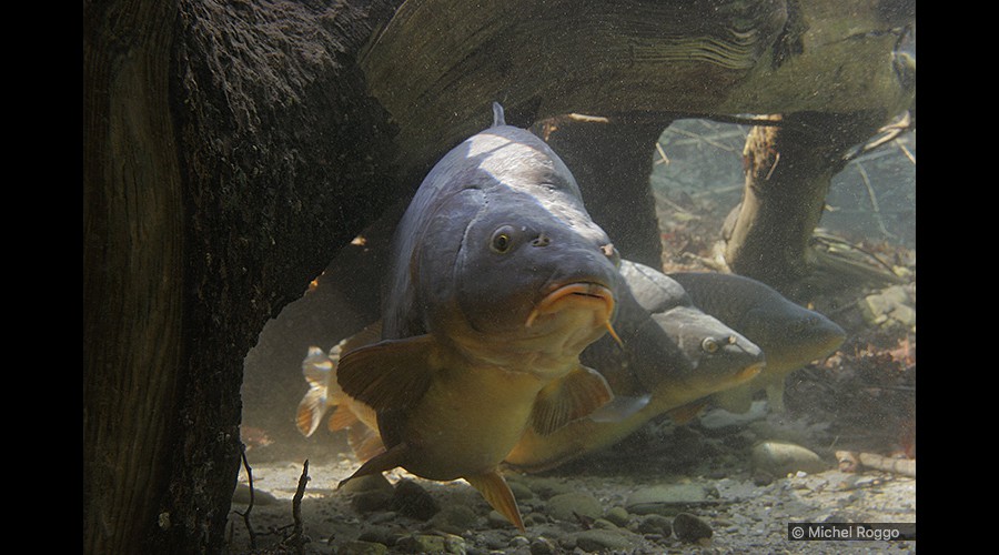 Carp - Karpfen - Carpe - Carpa  