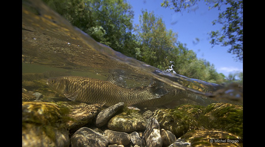 Chub - Alet - Chevaine - Cavedano   