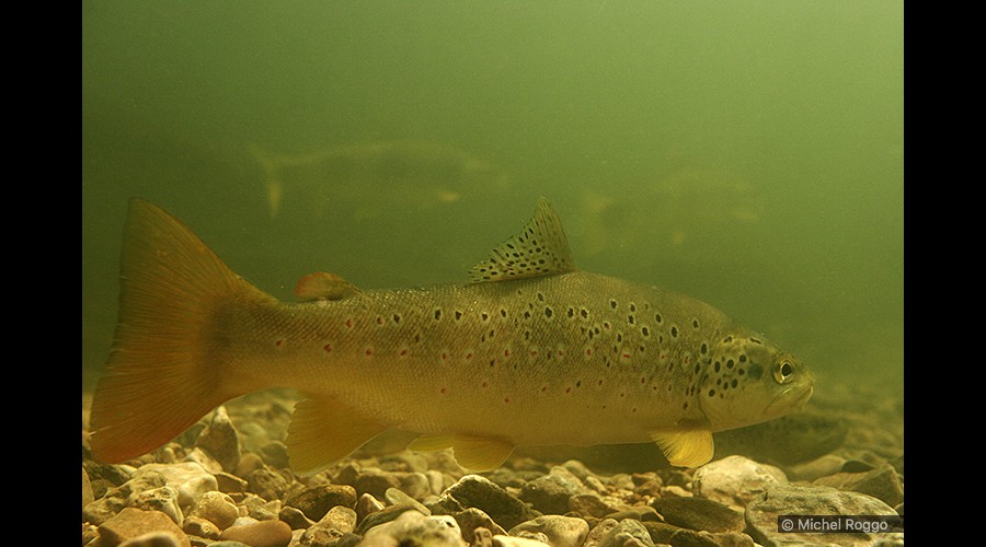 Doubs trout - Doubsforelle - Truite du Doubs