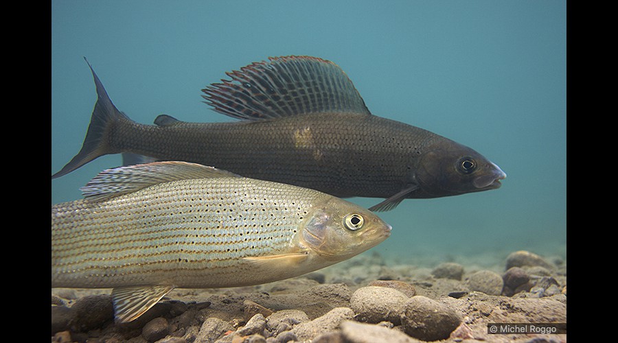 Grayling - Äsche - Ombre - Temolo