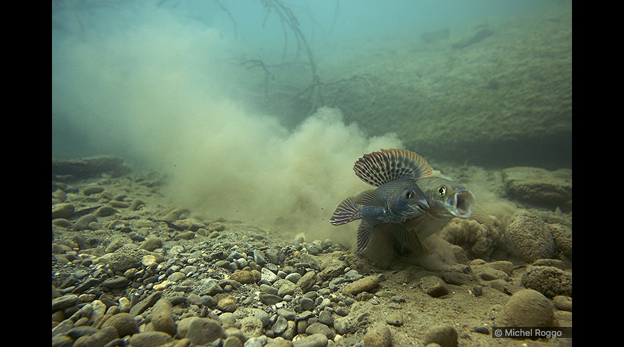 Grayling - Äsche - Ombre - Temolo 