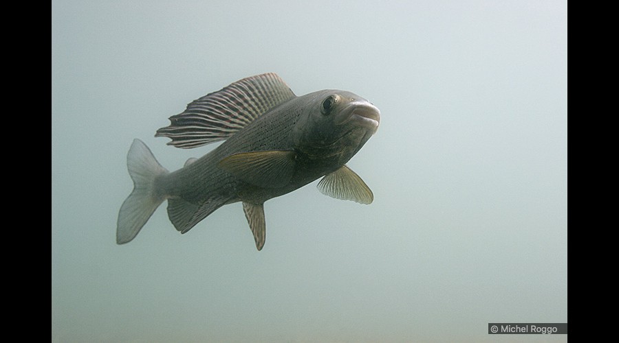 Grayling - Äsche - Ombre - Temolo  