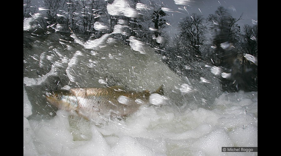 Lake trout - Seeforelle - Truite de lac - Trota di lago