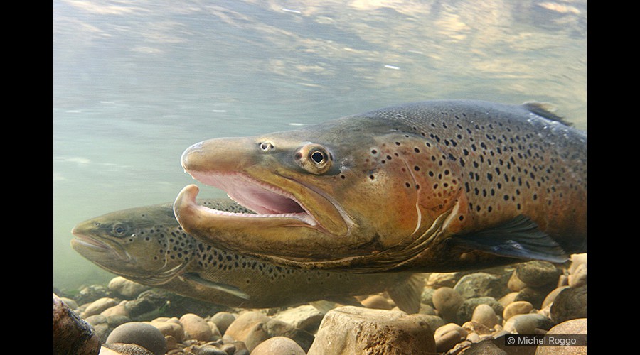 Lake trout - Seeforelle - Truite de lac - Trota di lago 