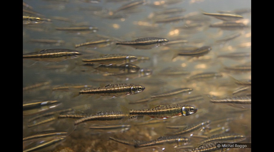 Minnow - Elritze - Vairon - Sanguinerola