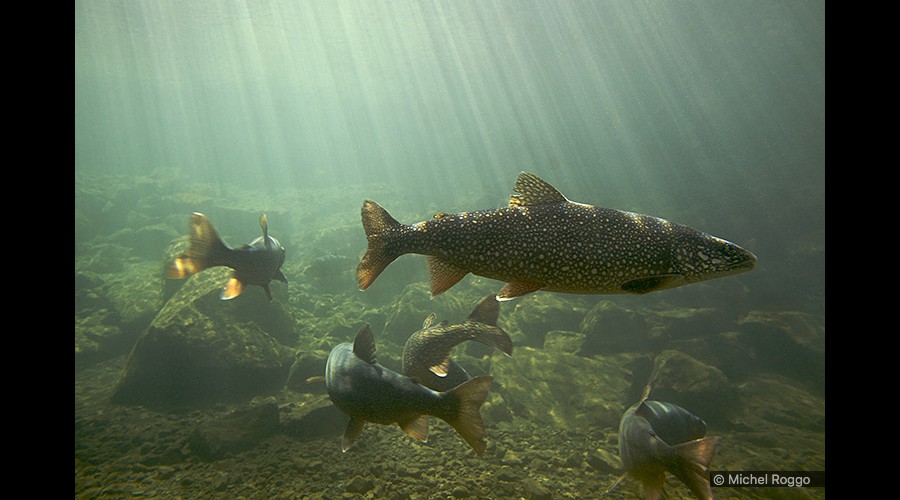 Namaycush - Kanadische Seeforelle - Truite des lacs canadiens - Trota di lago canadese