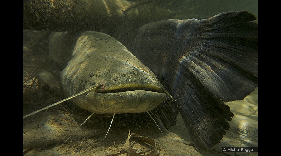 Wels catfish - Wels - Silure - Siluro 