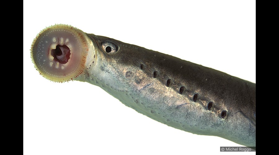 Brook lamprey - Bachneunauge - Petite lamproie - Lampreda comune