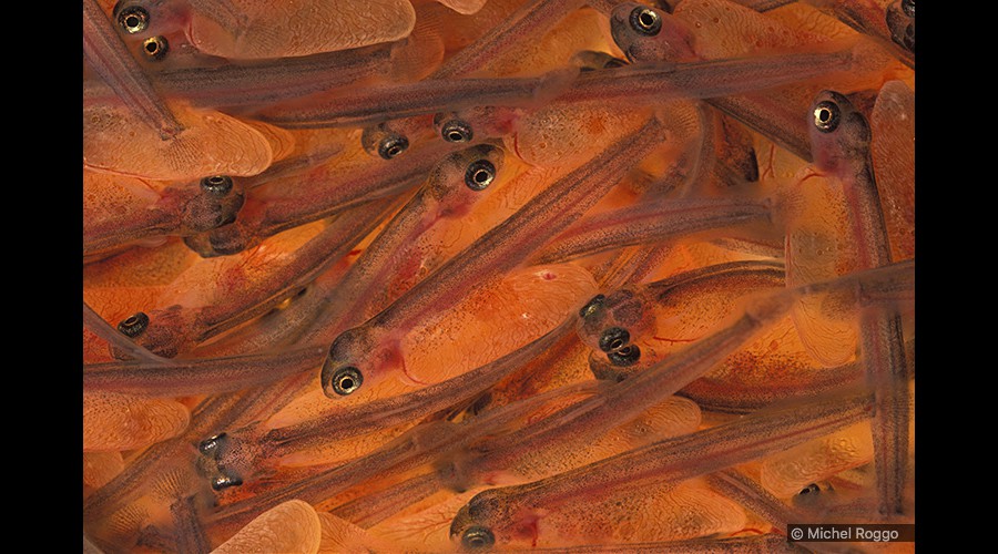 Brown trout - Bachforelle - Truite de rivière - Trota comune