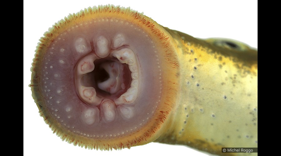 European river lamprey - Flussneunauge - Lamproie de rivière - Lampreda di fiume