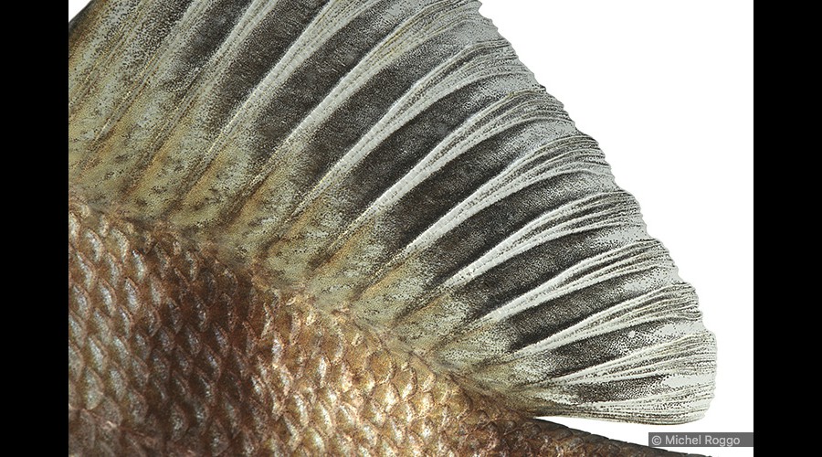 Perch - Egli - Perche - Pesce persico