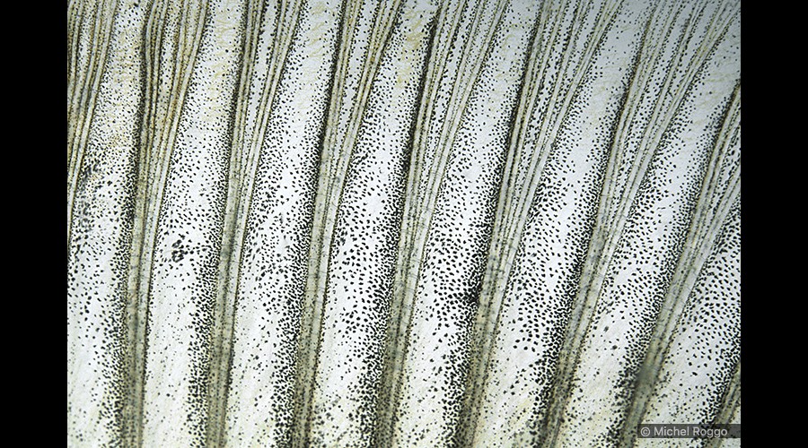 Perch - Egli - Perche - Pesce persico 