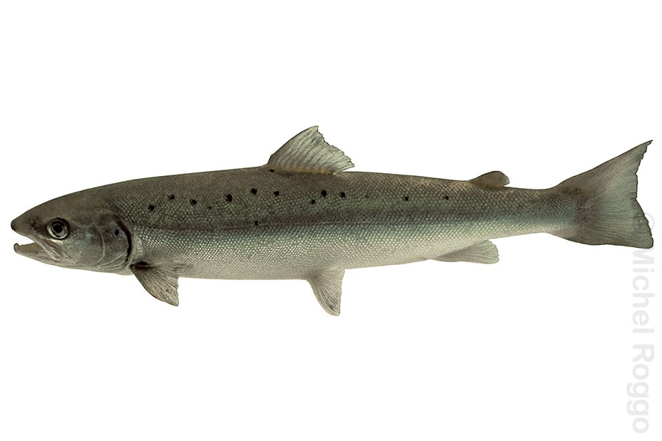 Atlantic salmon - Atlantischer Lachs - Saumon - Salmone