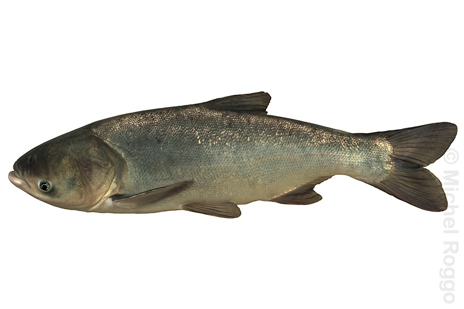 Bighead carp - Gefleckter Tolstolob - Carpe marbrée