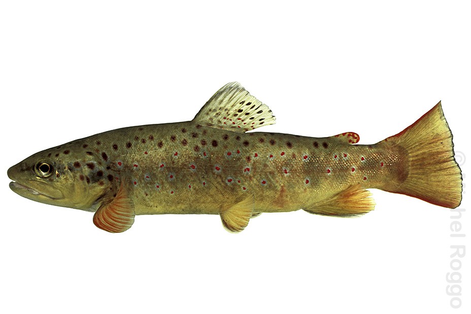 Brown trout - Bachforelle - Truite de rivière - Trota comune