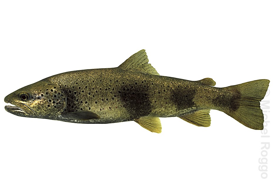 Brown trout - Bachforelle - Truite de rivière - Trota comune (Doubs)