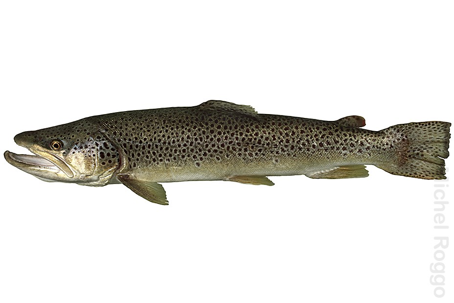 Brown trout - Bachforelle - Truite de rivière - Trota comune (Rhein)