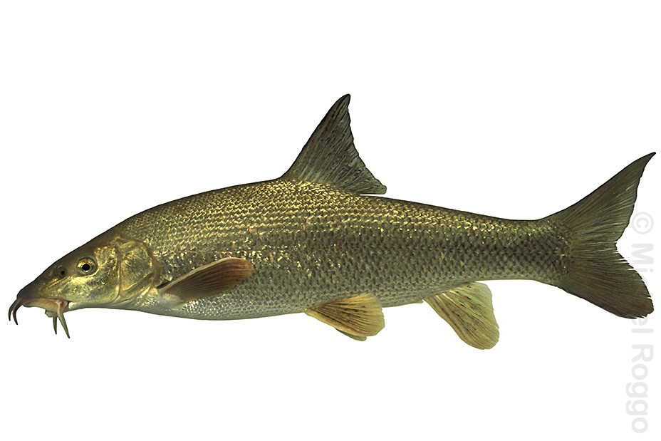 Common barbel - Barbe - Barbeau - Barbo comune