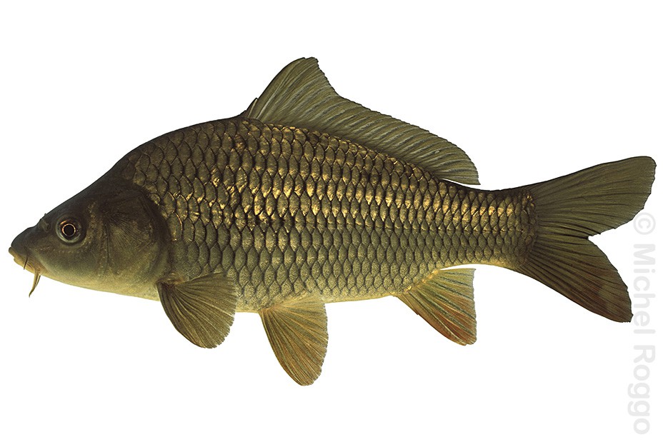 Common carp - Karpfen - Carpe - Carpa