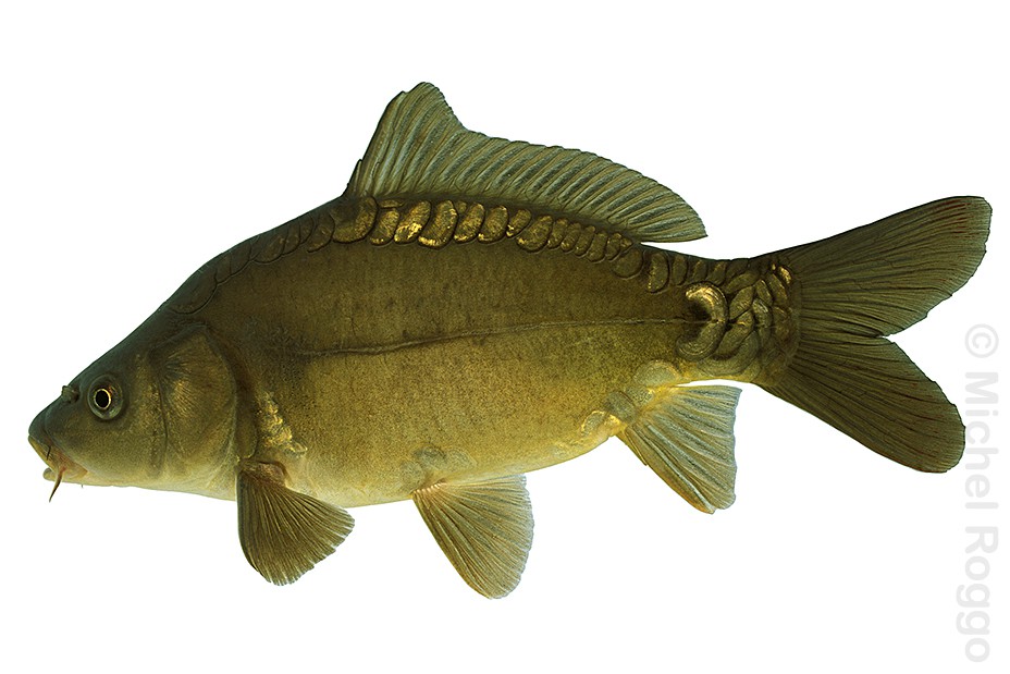 Common carp - Karpfen - Carpe - Carpa 