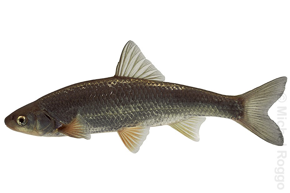 Common dace - Hasel - Vandoise - Leucisco