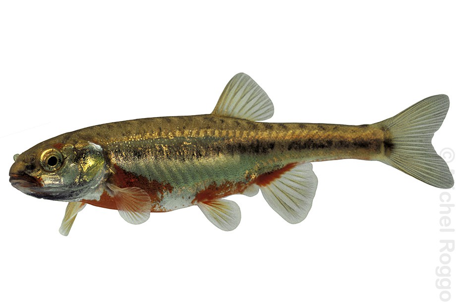 Common minnow - Elritze - Vairon - Sanguinerola