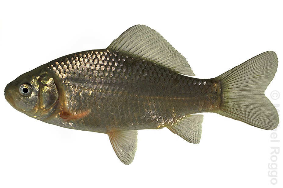 Crucian carp - Karausche - Carassin - Carassio