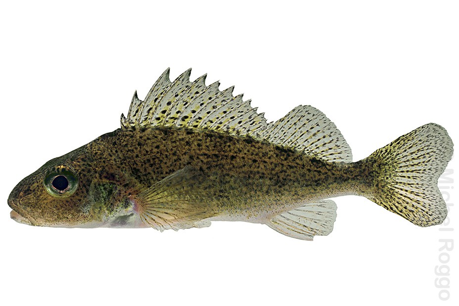 Eurasian ruffe - Kaulbarsch - Grémille - Acerina