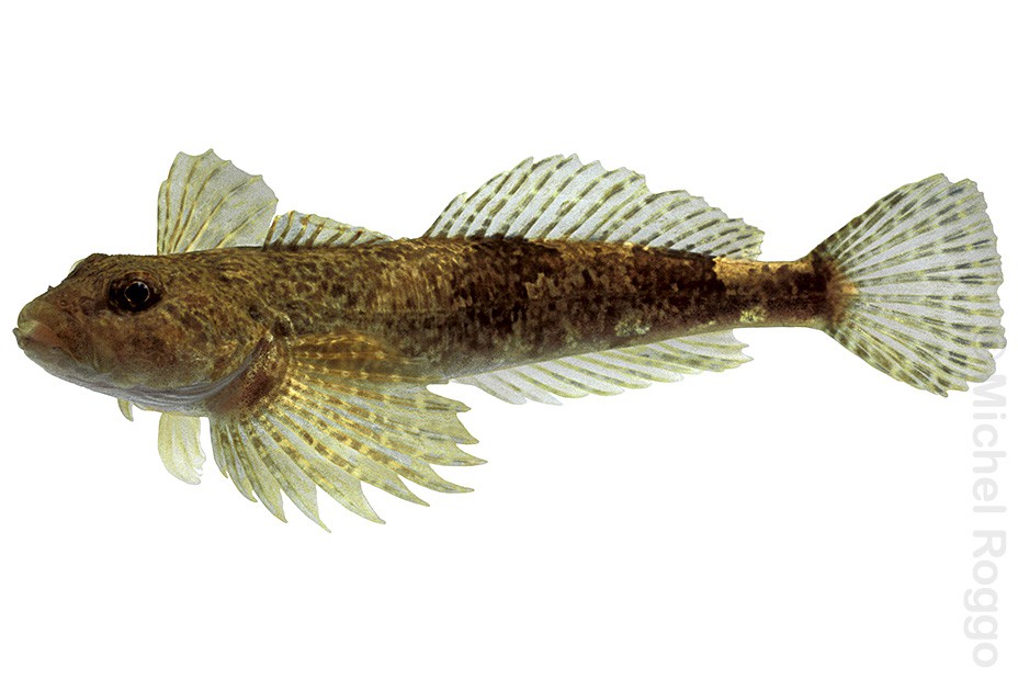 European bullhead - Groppe - Chabot - Scazzone