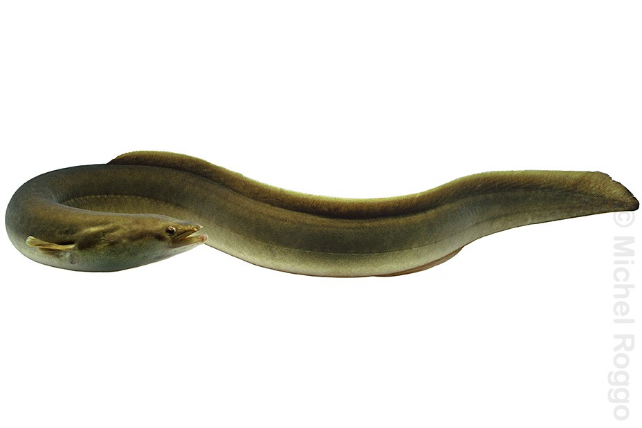 European eel - Aal - Anguille - Anguilla