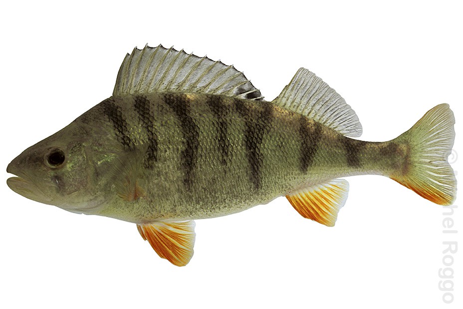 European perch - Egli - Perche - Pesce persico