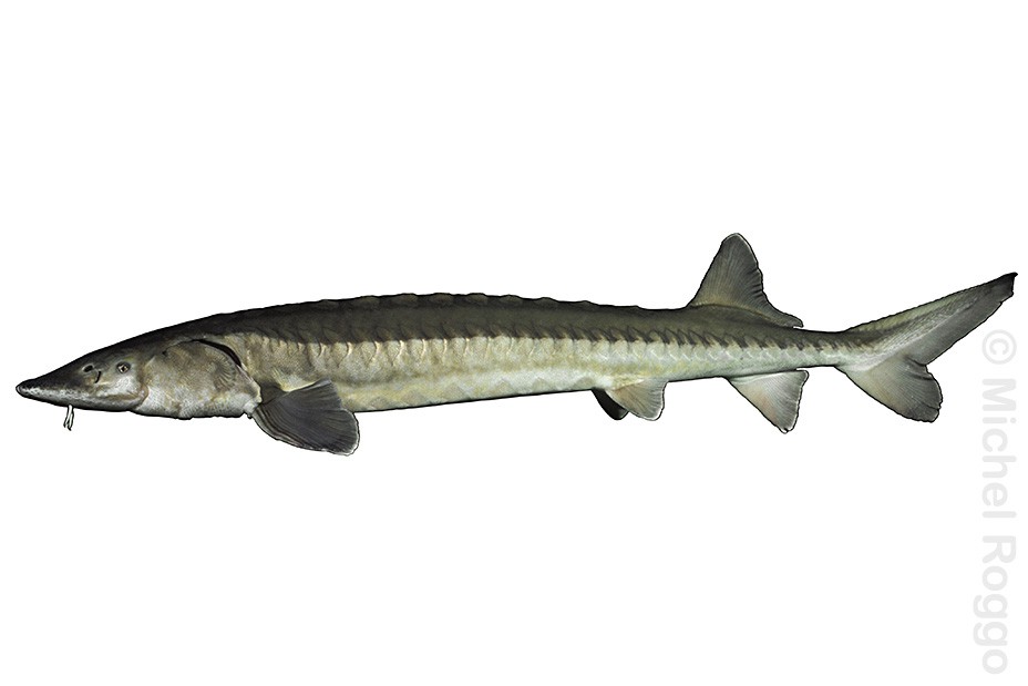 European sea sturgeon - Stör - Esturgeon - Storione