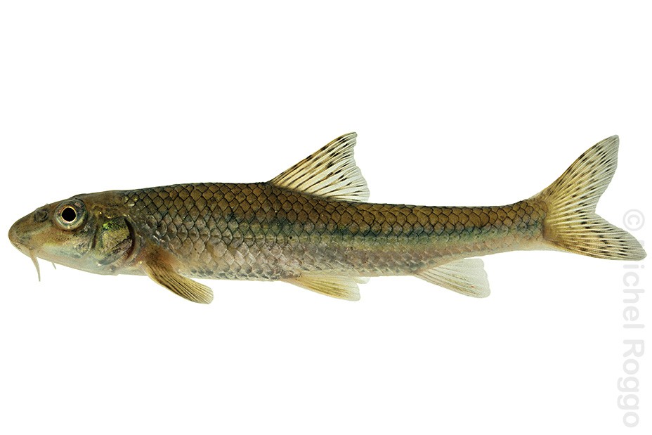 Gudgeon - Gründling - Goujon - Gobione