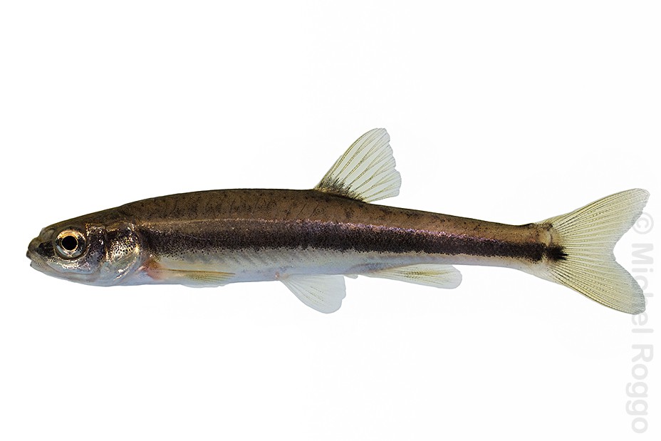 Italian minnow - Sanguinerola