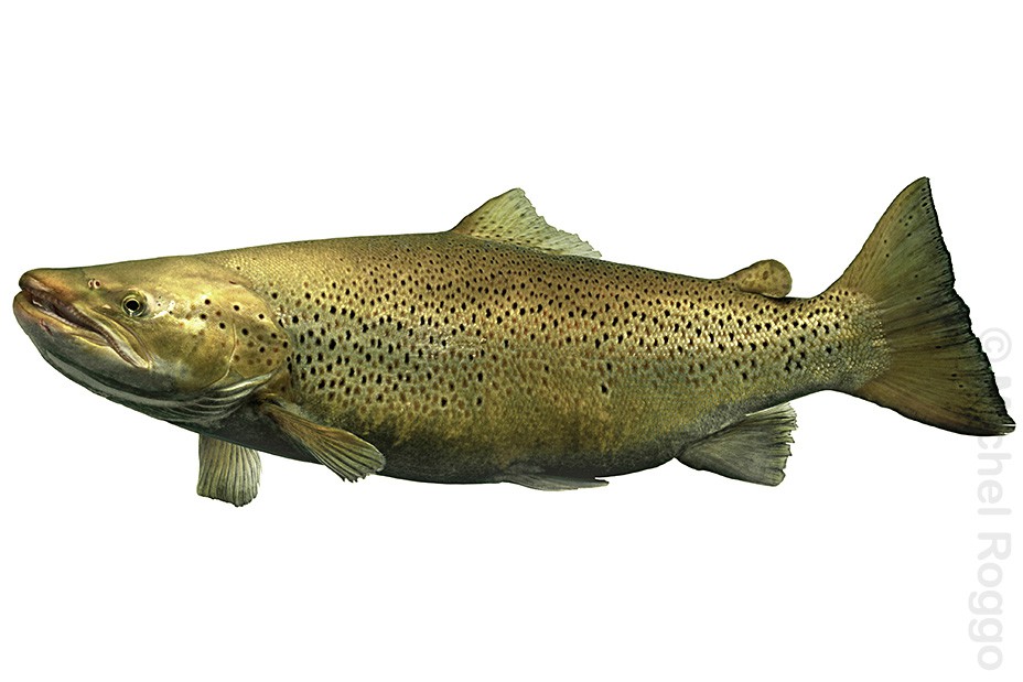 Lake trout - Seeforelle - Truite de lac - Trota di lago