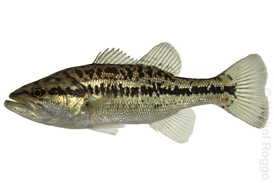 Largemouth bass - Forellenbarsch - Black bass à grande bouche - Persico trota a bocca grande