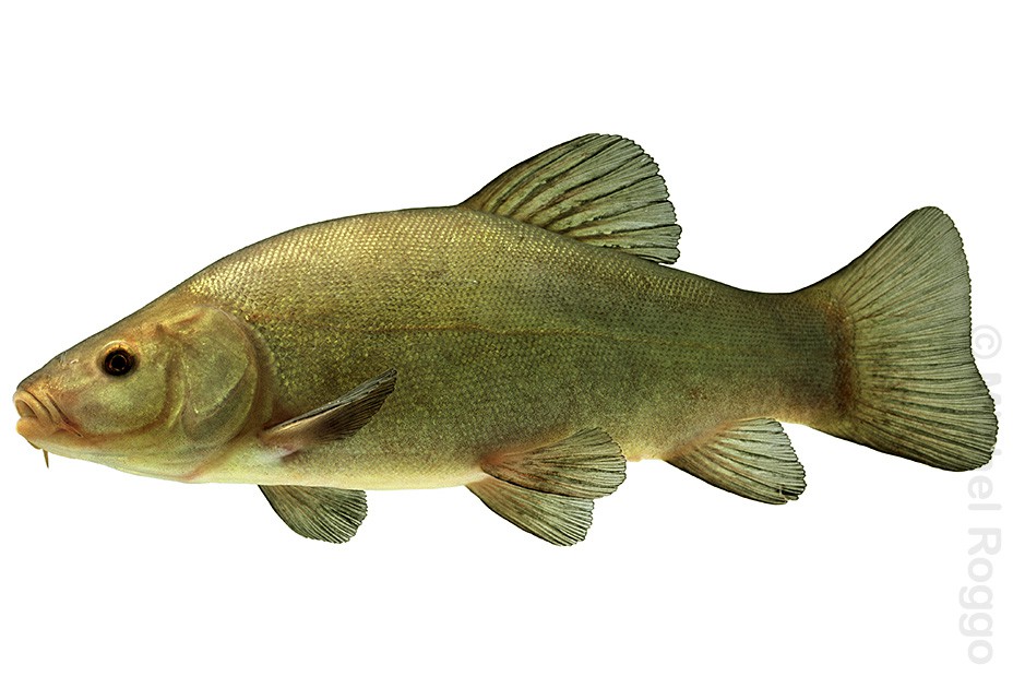 Tench - Schleie - Tanche - Tinca