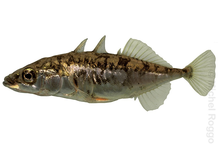 Three-spined stickleback - Dreistachliger Stichling - Epinoche - Spinarello