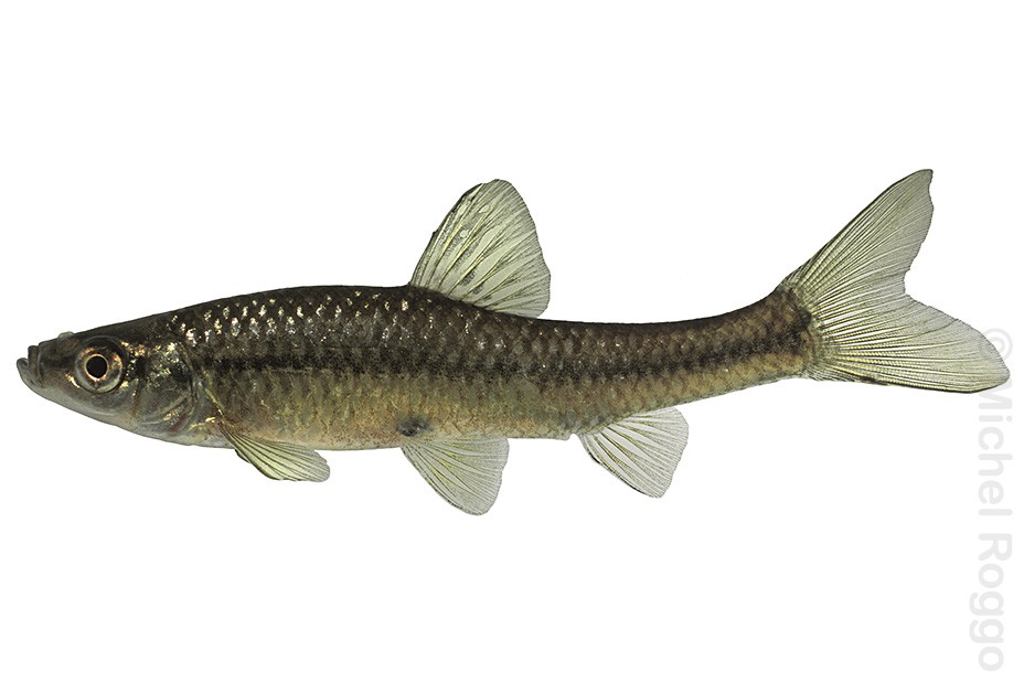 Topmouth gudgeon - Blaubandbärbling - Pseudorasbora