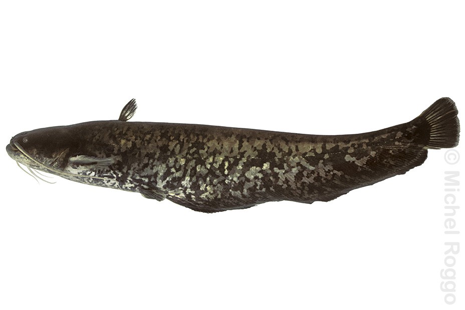 Wels catfish - Wels - Silure glâne - Siluro d'Europa