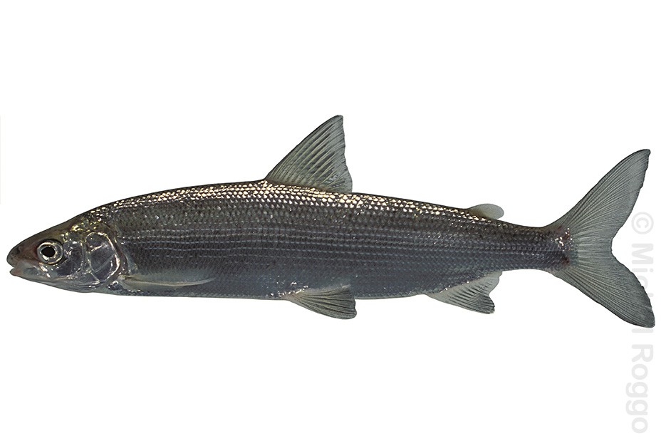 Whitefish - Felchen - Corégone - Coregone