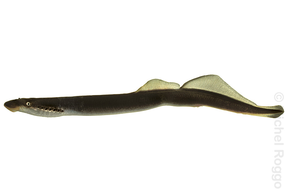 Thumbnail Image 1