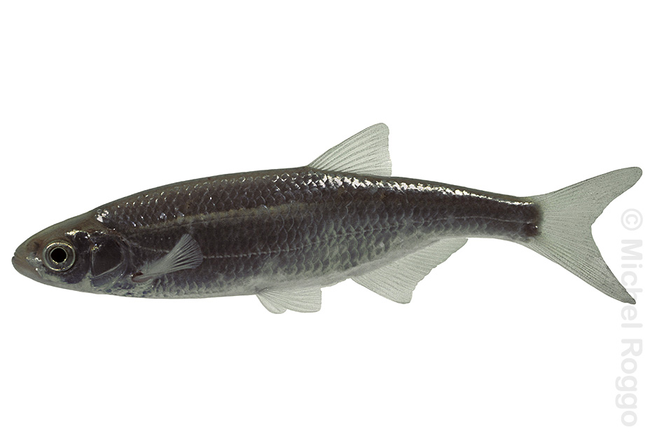 Thumbnail Image 1