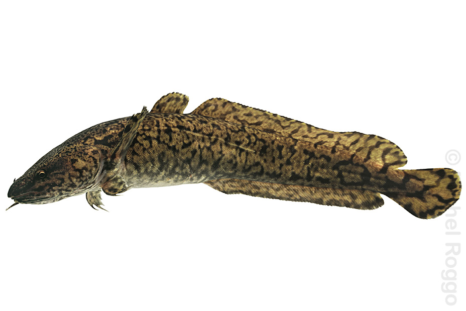 Thumbnail Image 1