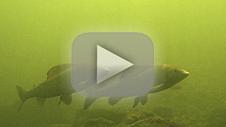 Thumbnail Image 1
