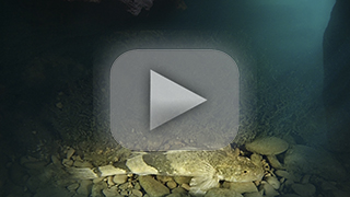 Thumbnail Image 1