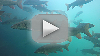 Thumbnail Image 1